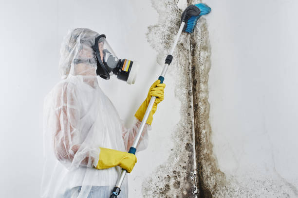 Best Residential Mold Remediation in Canby, MN