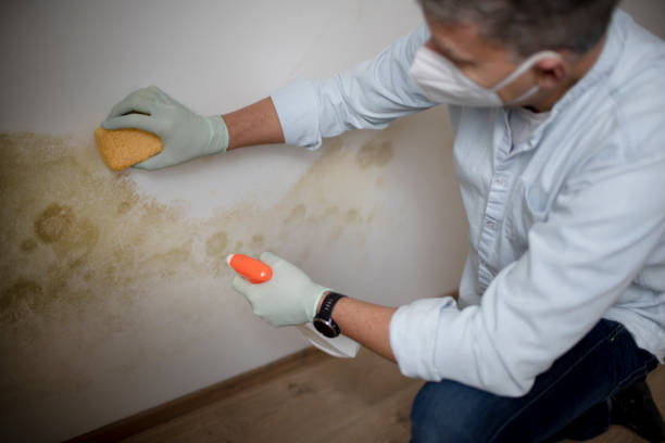 Best Basement Mold Remediation in Canby, MN
