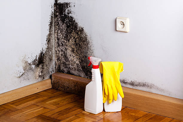 Best Crawl Space Mold Remediation in Canby, MN