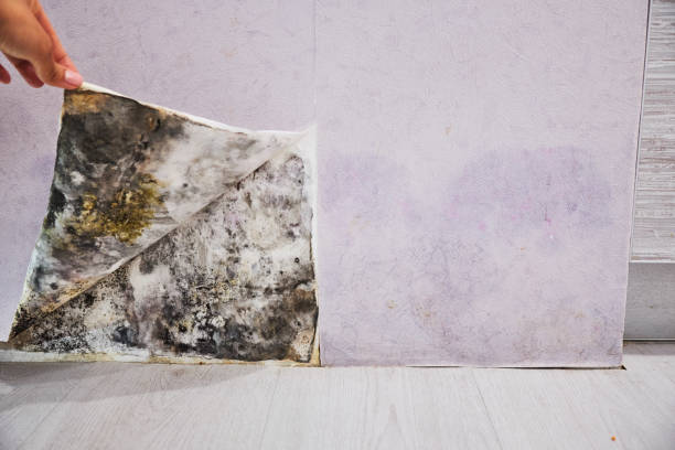 Best Insurance-Related Mold Remediation in Canby, MN